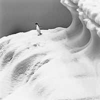 Adelie pingvin kék jéghegy Charlotte-öböl-Antarktisz William Perry